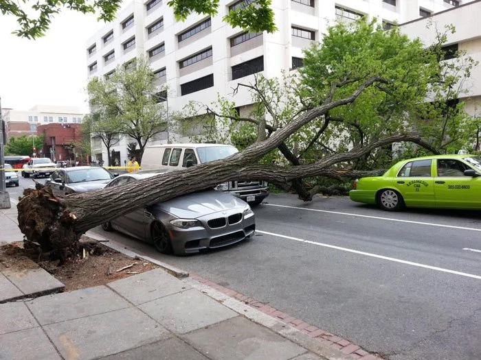 ¡Cuidado con el árbol!