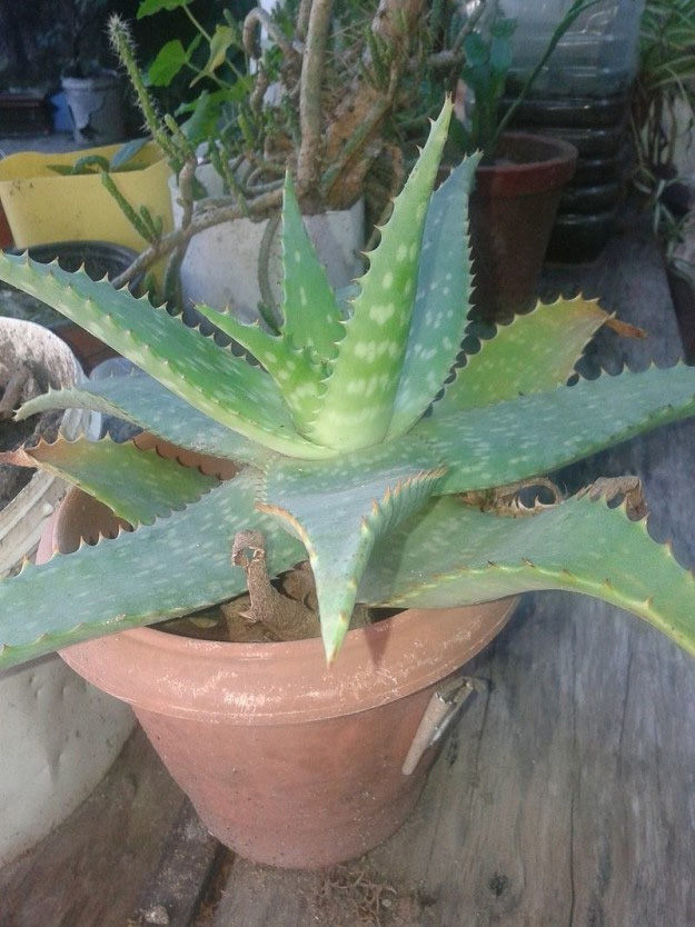 Invierte en una plantita de aloe vera