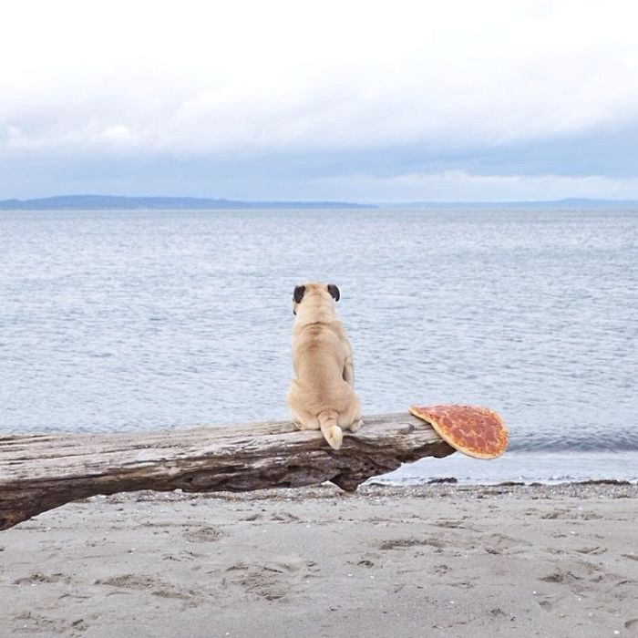 ¿Cuenta realmente como un descanso? Ser tan adorable debe ser trabajoso