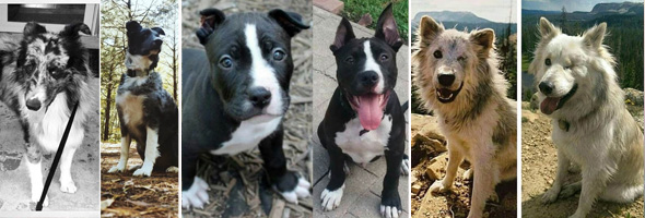 20 Transformaciones de perros tras su rescate y adopción que te devolverán la fe en la humanidad