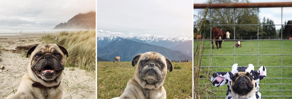 Junto a su dueño, este pug vive maravillosas y épicas aventuras por mar, bosques y montañas