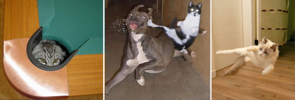 20 Gatos ninja: felinos que han aprendido el milenario arte del ninjutsu