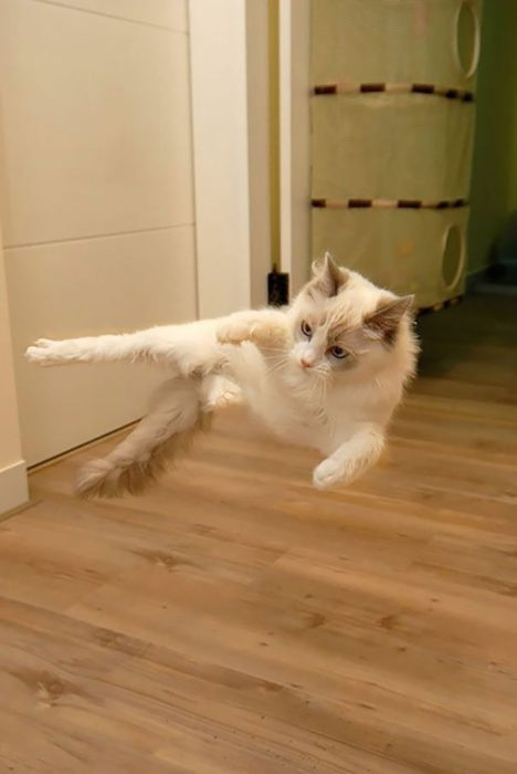 ¡El gato volador! ¡El gato volador!