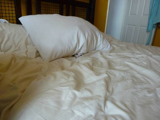 Antes de acostarte no olvides mirar bajo la almohada …