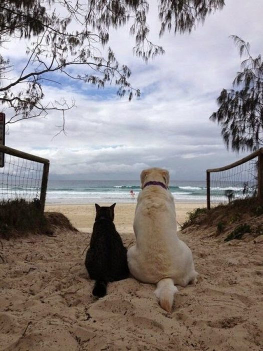 Se sientan juntos a disfrutar de una tarde de playa