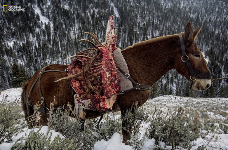 Carne de alce