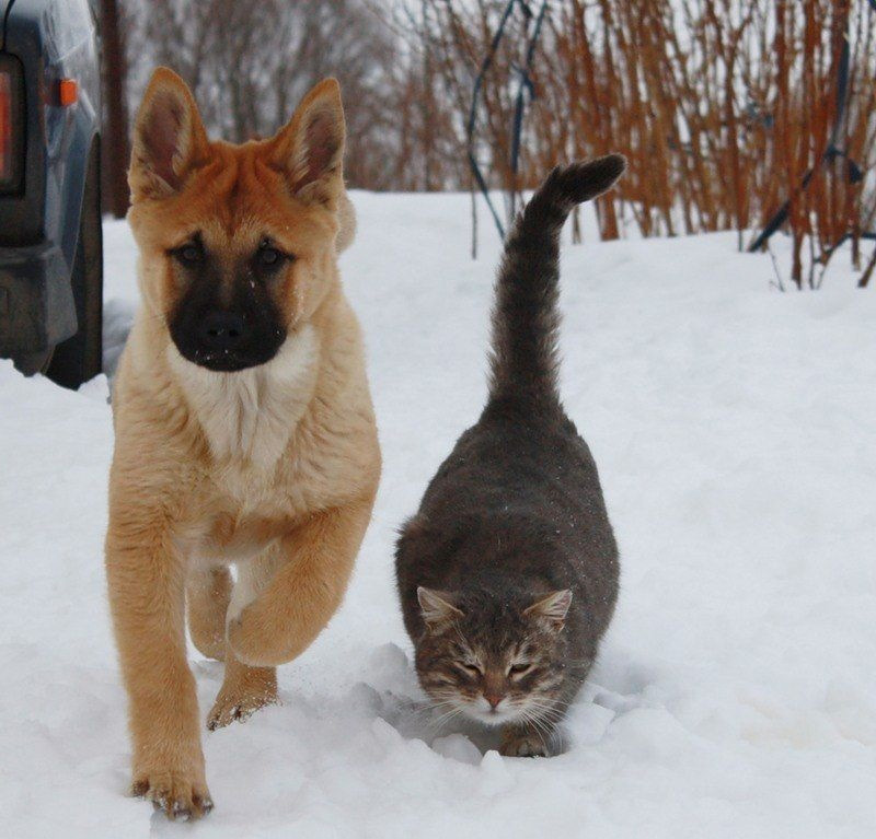 “La nieve es un buen lugar para pasear con mi amigo”