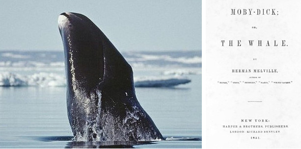 Algunas de las ballenas vivas hoy nacieron antes de que se escribiera Moby Dick