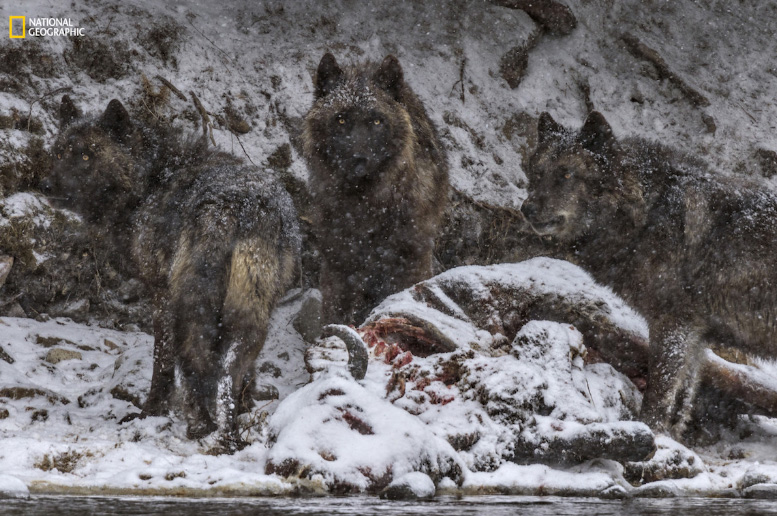 Lobos cazando bisontes