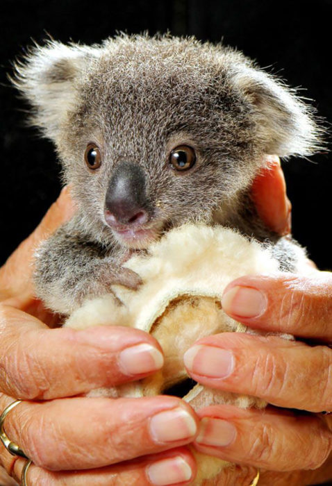 Koala