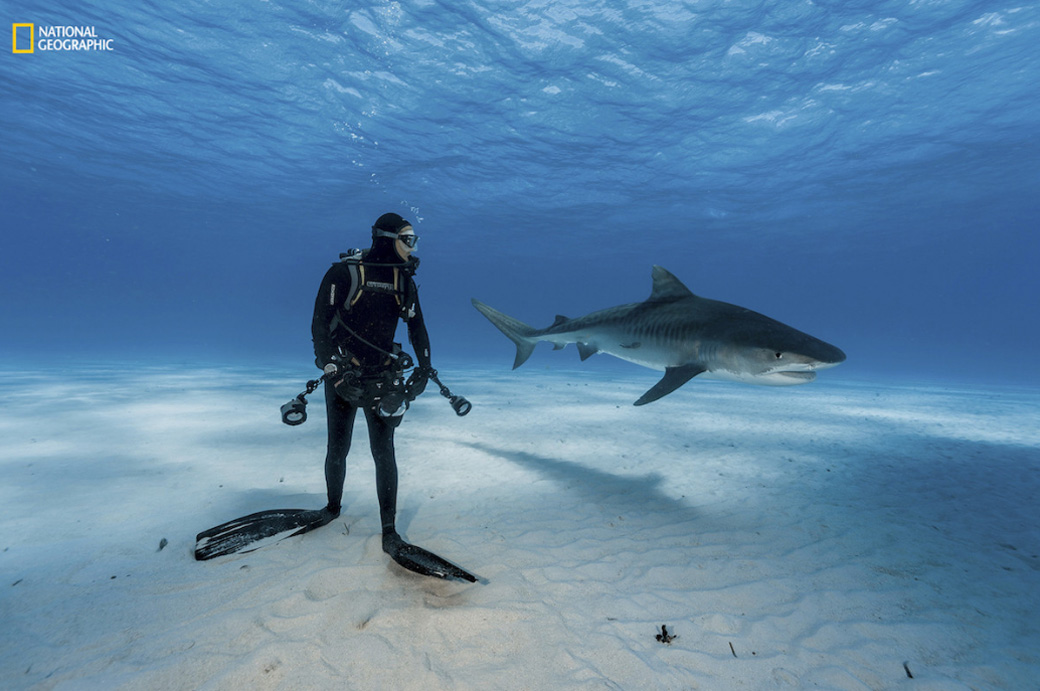 Buceando con el tiburón tigre