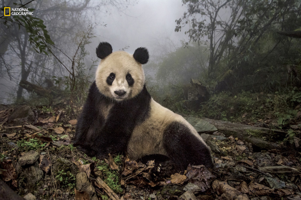 Conservación del panda
