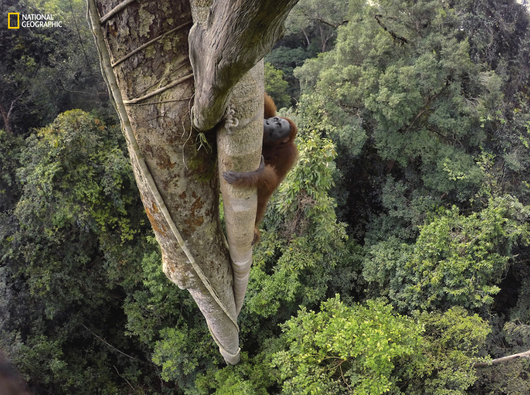 Orangután trepador