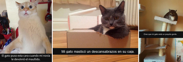 ¡Divertidos snapchats de gatos con los que maullarás de risa!