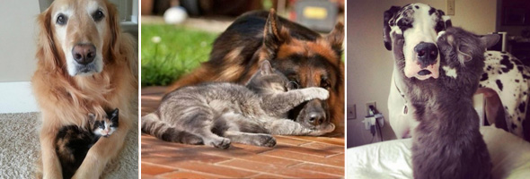 Encantadoras fotos  de las mejores amistades entre perros y gatos