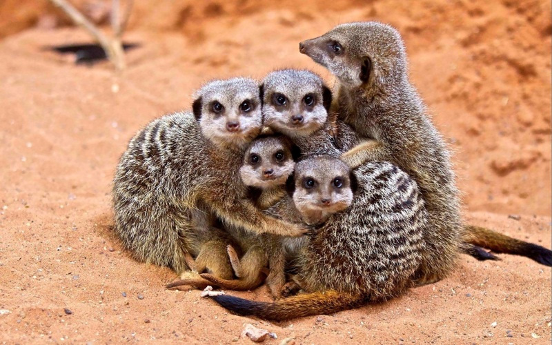 Lindos abrazos de suricatas