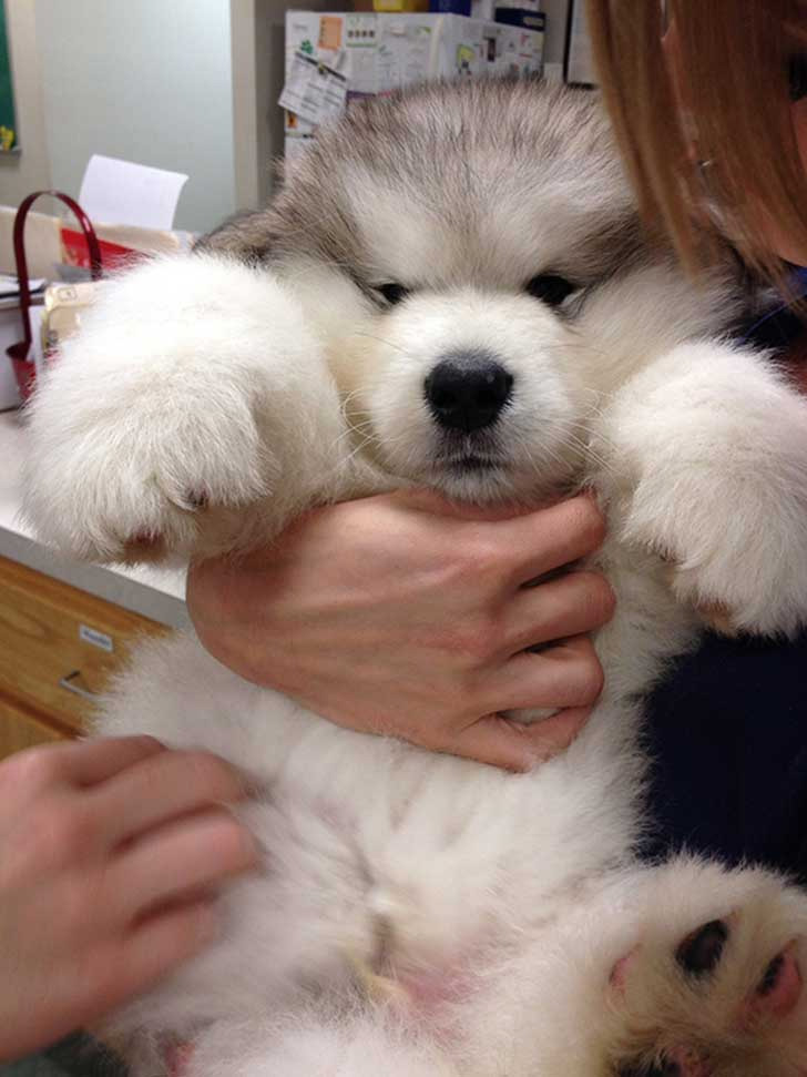 Un gigantesco osito de peluche