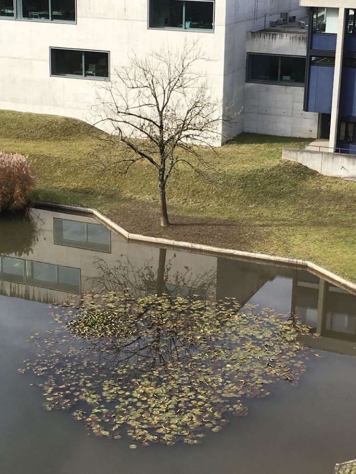 Árbol en perfecta reflexión