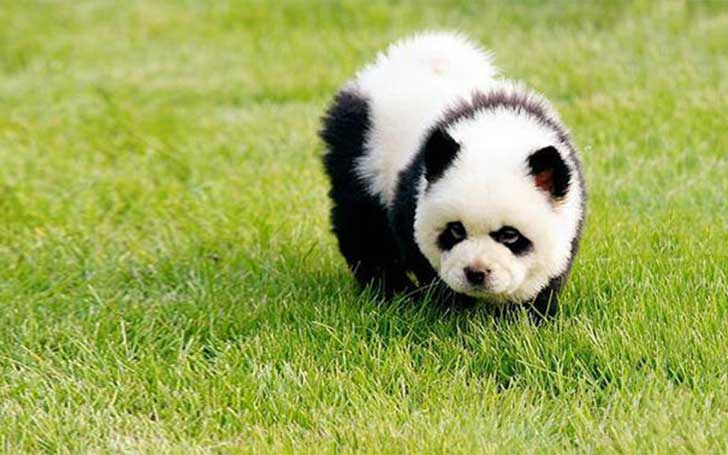 ¡Que hermoso panda!