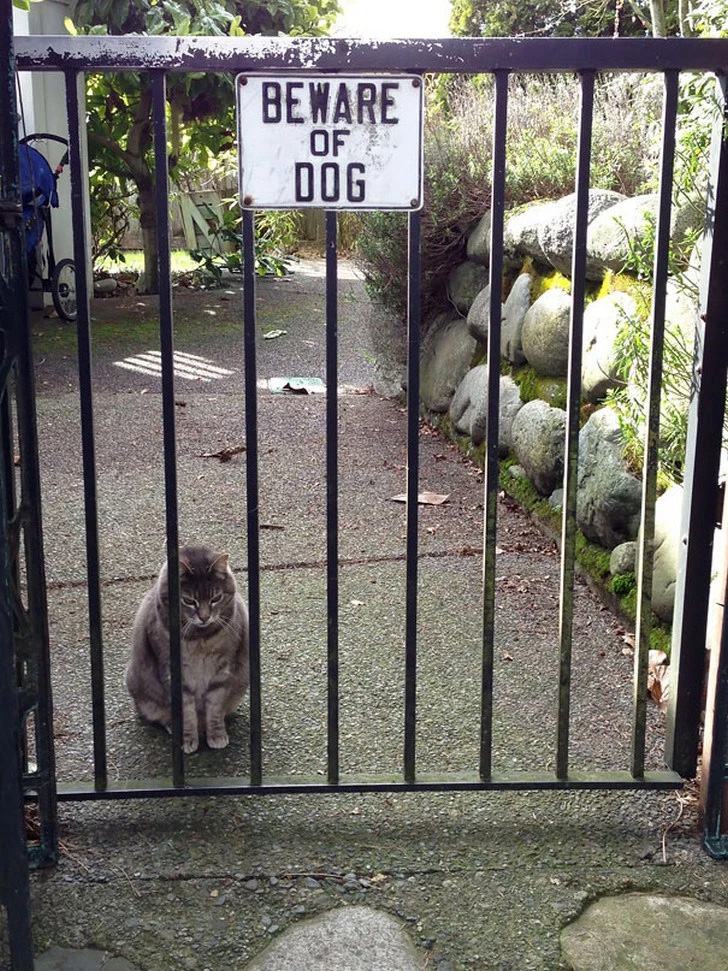 Otro gato que se cree perro