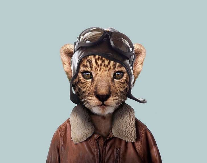 Un leopardo con look de aviador