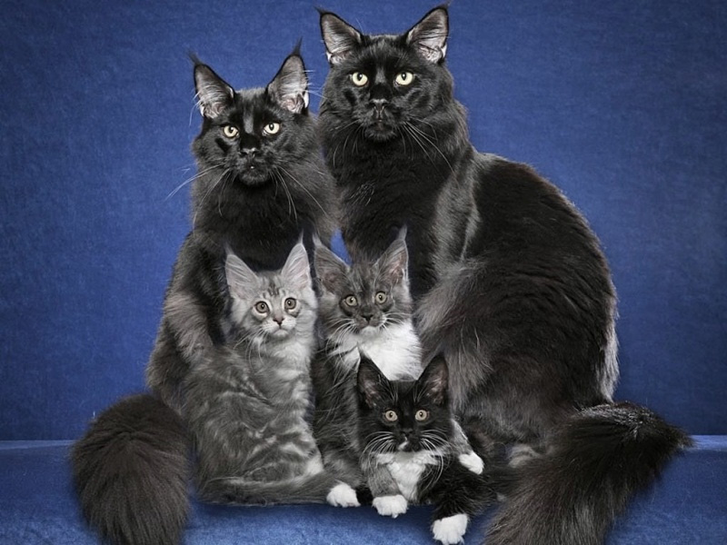 Una fotografía familiar feliz de gatitos