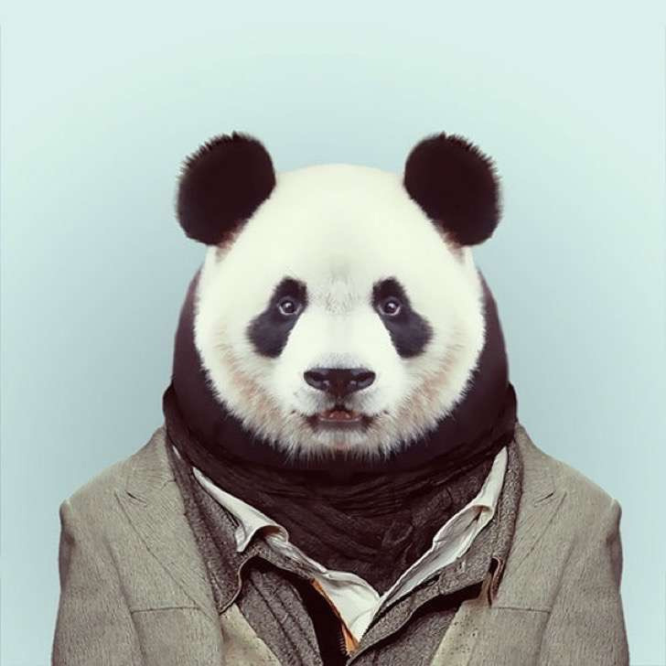 Panda hipster
