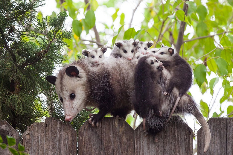 Mamá zarigüeya yendo con sus pequeños