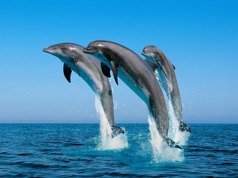 Los delfines van de paseo familiar