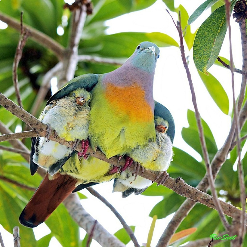 Seguros bajo el ala de mamá