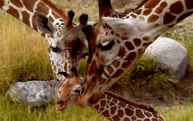 Las jirafas admirando a sus bebés