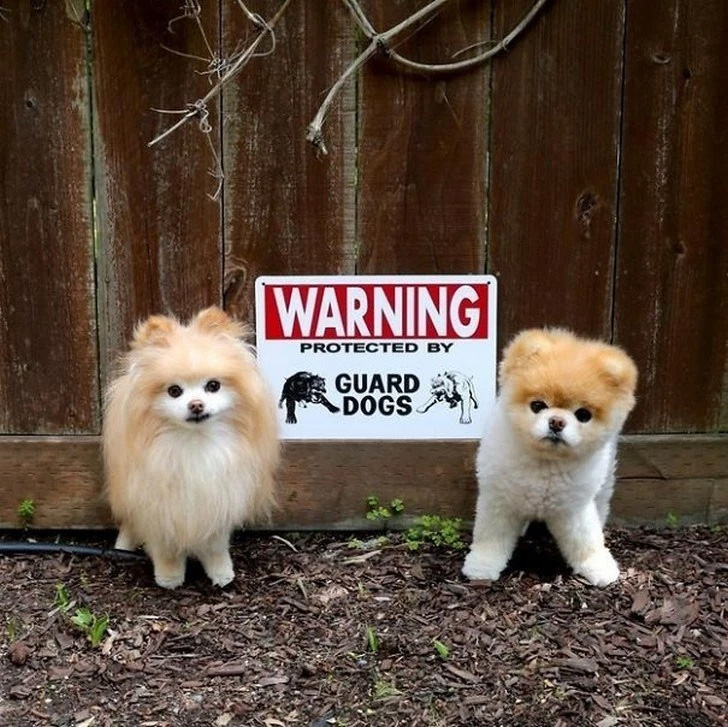 ¡Aquí tienen dos perros guardianes!