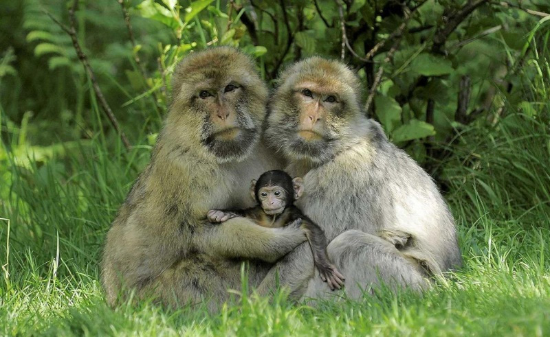 Idilio en una familia de macacos