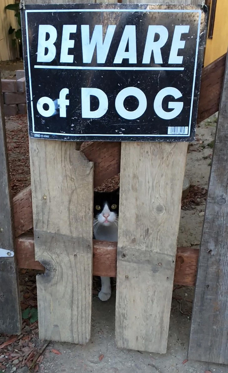 Bueno, el gato que se cree perro…