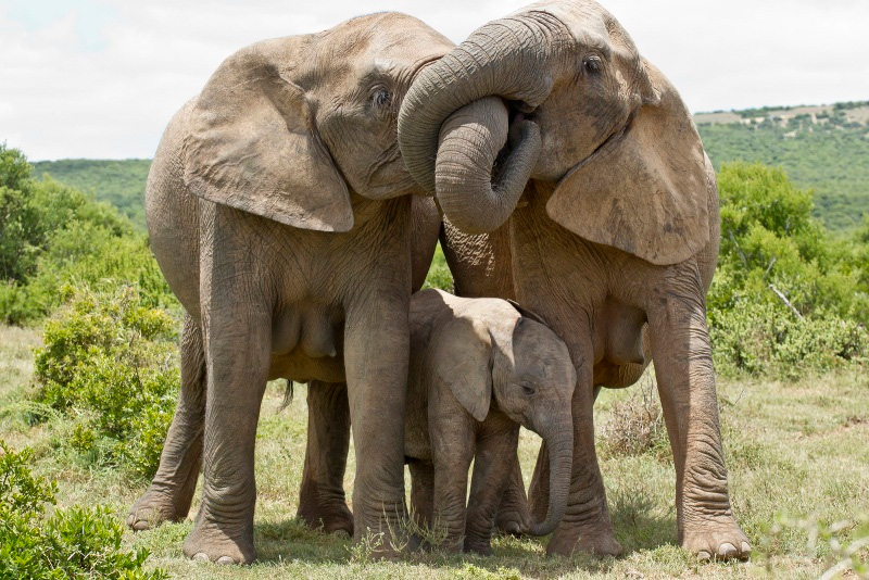 Así es como se ve la ternura de elefante