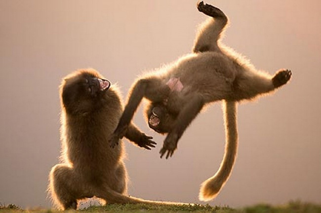 Salto mortal