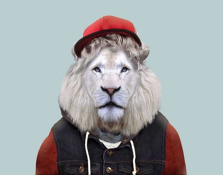 Un majestuoso y juvenil león blanco
