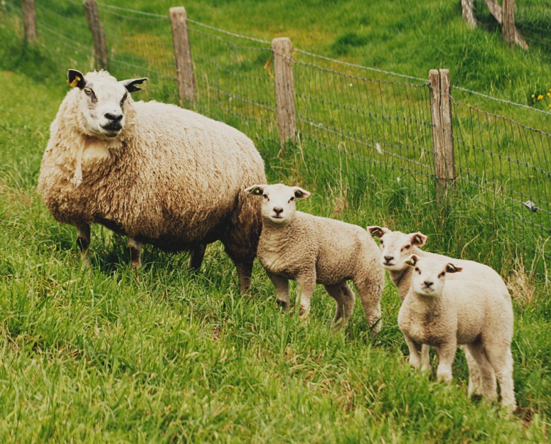 Los bebés con su mamá oveja