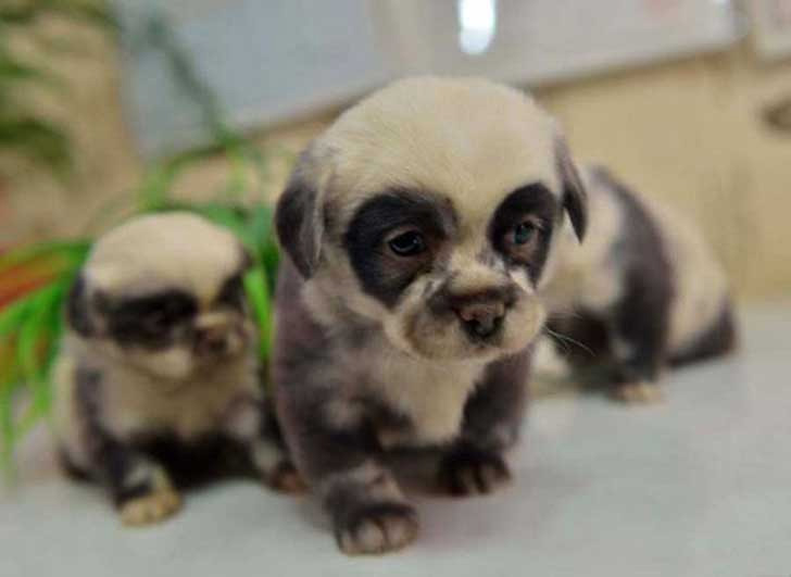 Estos pequeños pandas caninos
