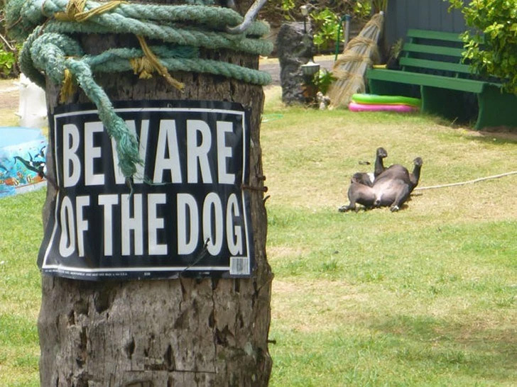 Cuidado con el perro…¡Que está jugando!