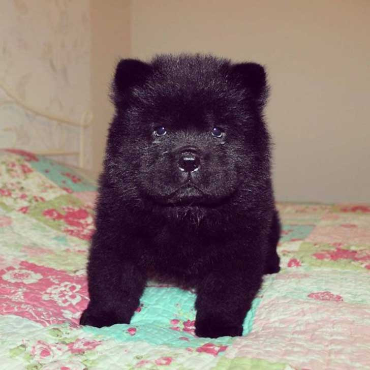 Un Chow Chow de 45 días