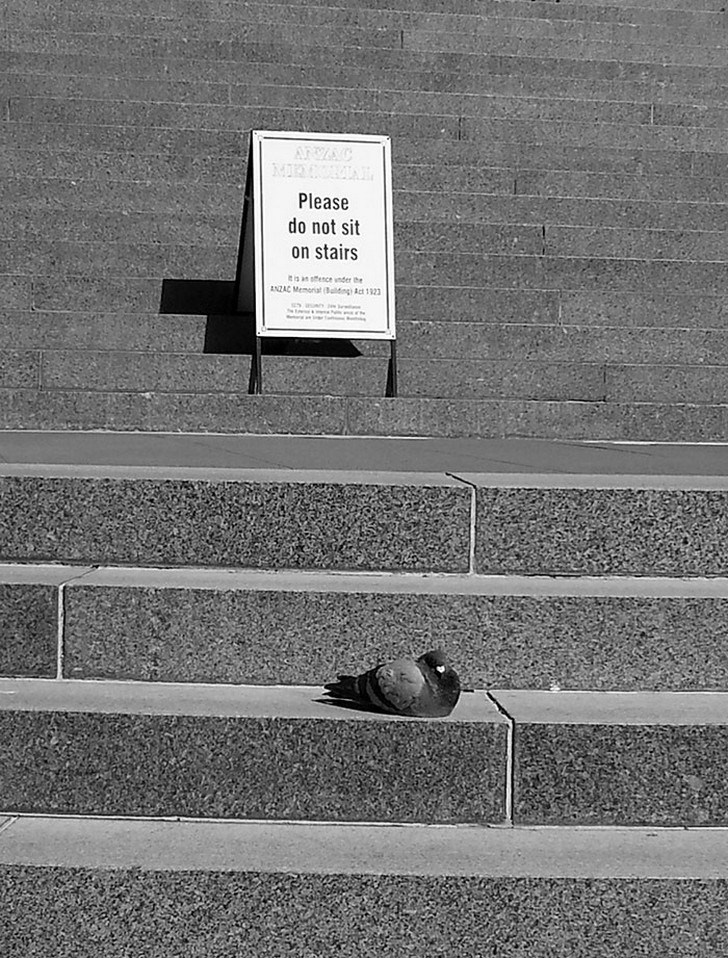 perfectly timed pictures you must see pigeons