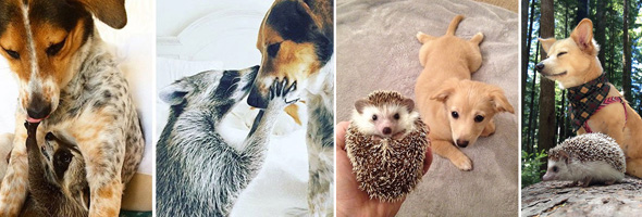 Imágenes del Antes y Después de Animales que Crecieron Juntos