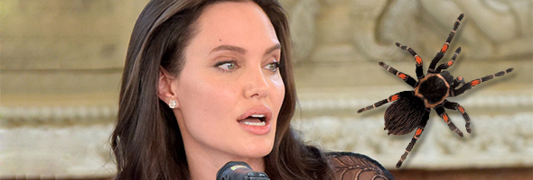 Angelina Jolie le da de comer tarántulas a sus hijos
