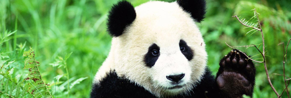 Lo que no sabías de los pandas