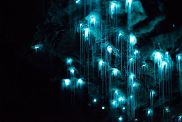 Las Larvas De Luz o Glow Worms