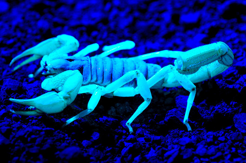 ¿Sabías que los escorpiones brillan?