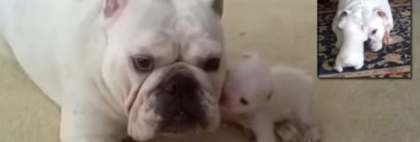 “Elvis” el cachorrito que hace berrinche y enternece a todo el internet