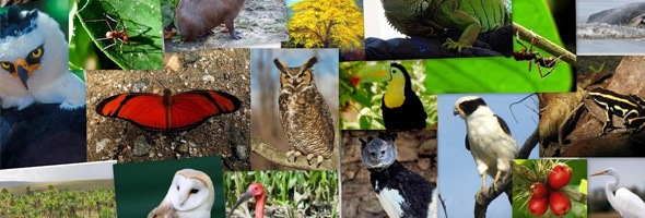 Animales en peligro de extinción