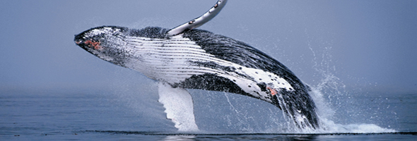 Estas ballenas se están organizando y los científicos no saben porqué
